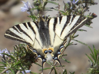 Lepke